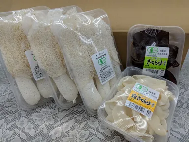 試行販売するキヌガサタケやキクラゲ