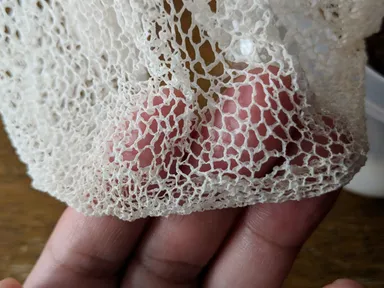 キヌガサタケの魅力的なマント