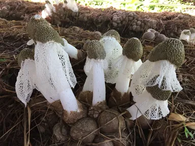 人工栽培に成功したキヌガサタケ