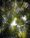 日本3大美竹林の一つ