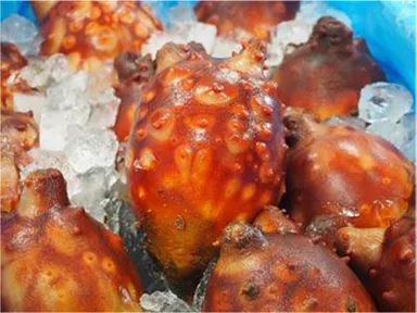 宮城県「ほや」