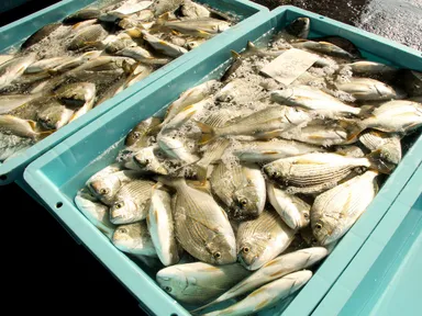 三重県産のお魚で離乳食作り