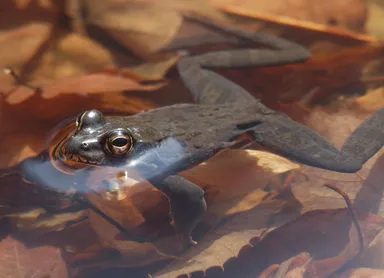 【ピッキオ】天高くクマ肥ゆる秋（ヤマアカガエル）