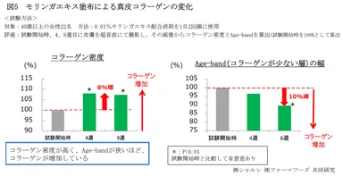 図5　モリンガエキス塗布による真皮コラーゲンの変化
