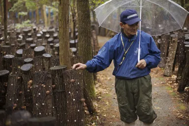 諸塚村 しいたけ農家 奈須 高光さん