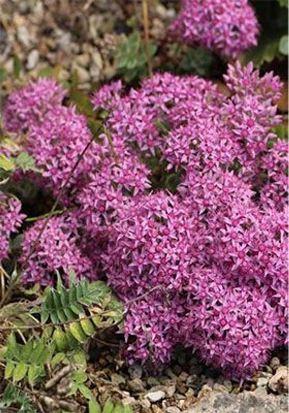 六甲高山植物園　秋に咲く数少ない高山植物
様々な「ミセバヤ」が咲き始めました！