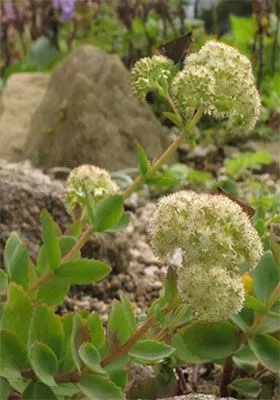 〈ツガルミセバヤ〉