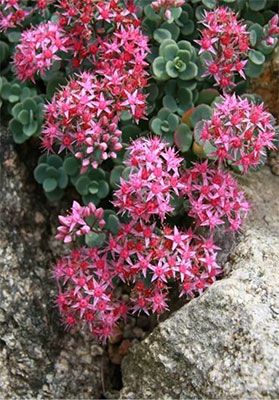 六甲高山植物園 秋に咲く数少ない高山植物様々な ミセバヤ が咲き始めました 阪神電気鉄道株式会社のプレスリリース