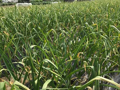 口臭安心ニンニクの畑