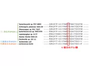 図1.細菌由来6PGDHのマルチプルアライメント(一部抜粋)