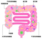 腸内のイメージ図