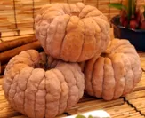 江戸東京野菜「内藤かぼちゃ」