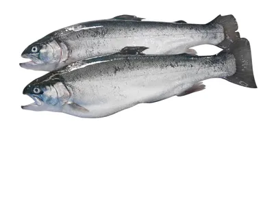 ふくいサーモン魚体