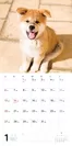 むくむくもふもふ 秋田犬 カレンダー 2019（1月）