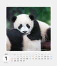 パンダ！パンダ！パンダ！ カレンダー 2019（1月）