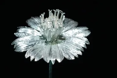 ジュエリーオブジェ「コスモス」