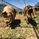 マイファームが国内農業生産事業を拡大し、耕作放棄地の解消を目指す　「放牧たがやす豚 マイぶぅ」で新たな農業のモデルをつくる