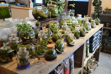 パルダリウムショップ風景 1