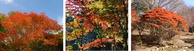 【左】シラキ　【中央】イロハモミジ　【右】ドウダンツツジ