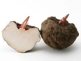 生芋こんにゃく