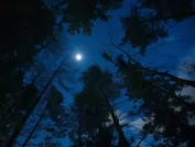【星のや富士】冬の森と夜空イメージ