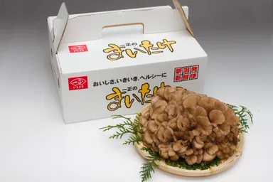 いちまさのまいたけ