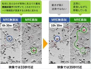 (図2)マクロファージ様細胞の異物捕食の活性度比較_1