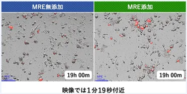 (図2)マクロファージ様細胞の異物捕食の活性度比較_2