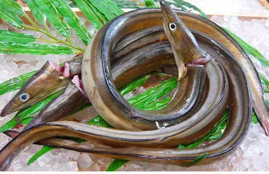 沼島の名物ハモ