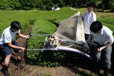 茶葉刈り取り