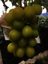 芸人を助ける亀戸の「焼き肉店」が山梨をPR！甲州市産ブドウを使ったフルーツフェアを10月1日から実施