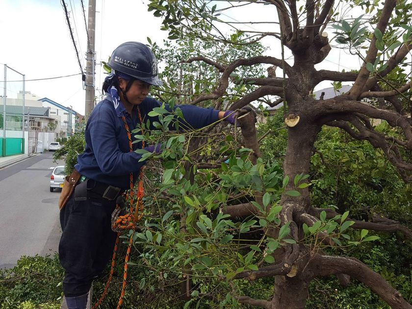 「お庭のカットモデル」に依頼が急増、スタート時の10倍！
深刻な若手の人材不足が進む造園業で、新人獲得と定着率アップ