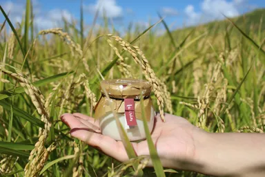 輪島プリン千枚田のお米 7