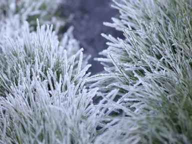 【星のや軽井沢】朝の散策1