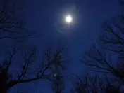【星のや軽井沢】夜の森