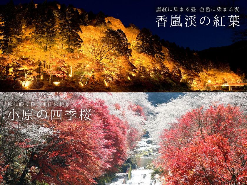 今秋一押し愛知県豊田の紅葉スポットがもうすぐ見ごろ 香嵐渓vs小原の四季桜 2つの名所を巡る直行バスも運行 香嵐渓もみじ まつり 小原四季桜まつり 11月30日まで開催 一般社団法人ツーリズムとよたのプレスリリース