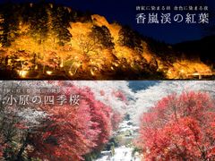 今秋一押し愛知県豊田の紅葉スポットがもうすぐ見ごろ！“香嵐渓vs小原の四季桜”2つの名所を巡る直行バスも運行　『香嵐渓もみじまつり』・『小原四季桜まつり』11月30日まで開催