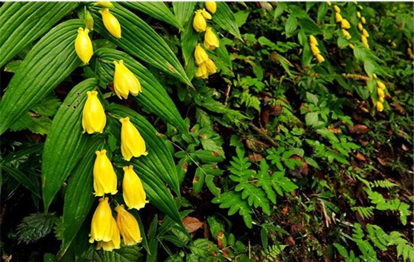 山里の貴婦人「キイジョウロウホトトギス」が見頃を迎えました!