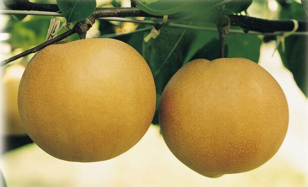 栃木ブランド にっこり梨 の旬到来 1玉1kg超 糖度12度以上の甘くジューシーな梨 10月中旬から11月にかけて収穫 Ja全農とちぎのプレスリリース