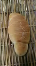 SOLVIVA Bakeryパン2