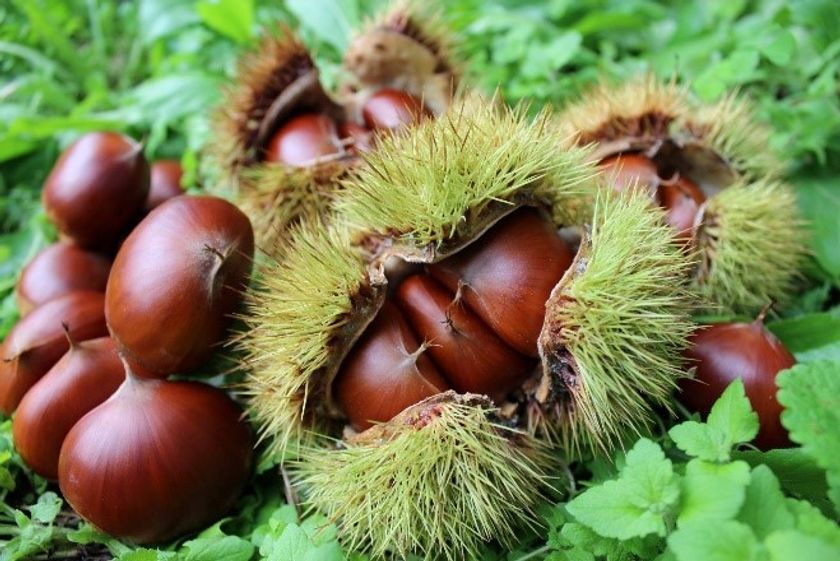 10月は福知山の魅力と味覚を味わおう
「福知山スイーツフェスティバル2018」（14日）、
「ふくちやま MEET×MEATフェスティバル2018」
（28日）を連続開催