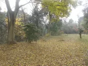 秋　落ち葉の絨毯