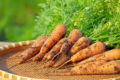 月山高原にんじん、臭みなく甘い