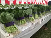共進会出品の野菜