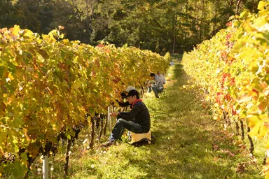 紅葉のヴィンヤード