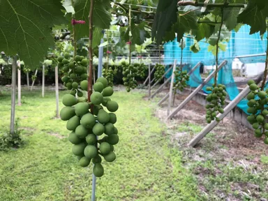 未熟ぶどう