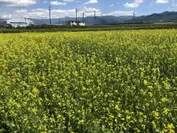 春のカラシナ畑