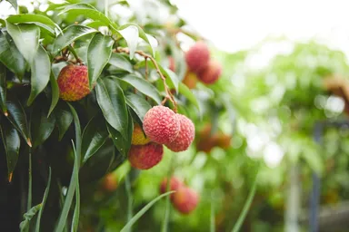 国産生ライチ「太陽の真珠」の収穫展望
