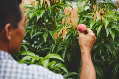 国産生ライチ「太陽の真珠」3
