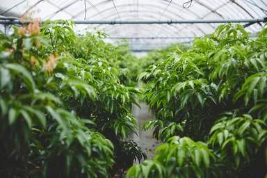 国産生ライチ「太陽の真珠」4